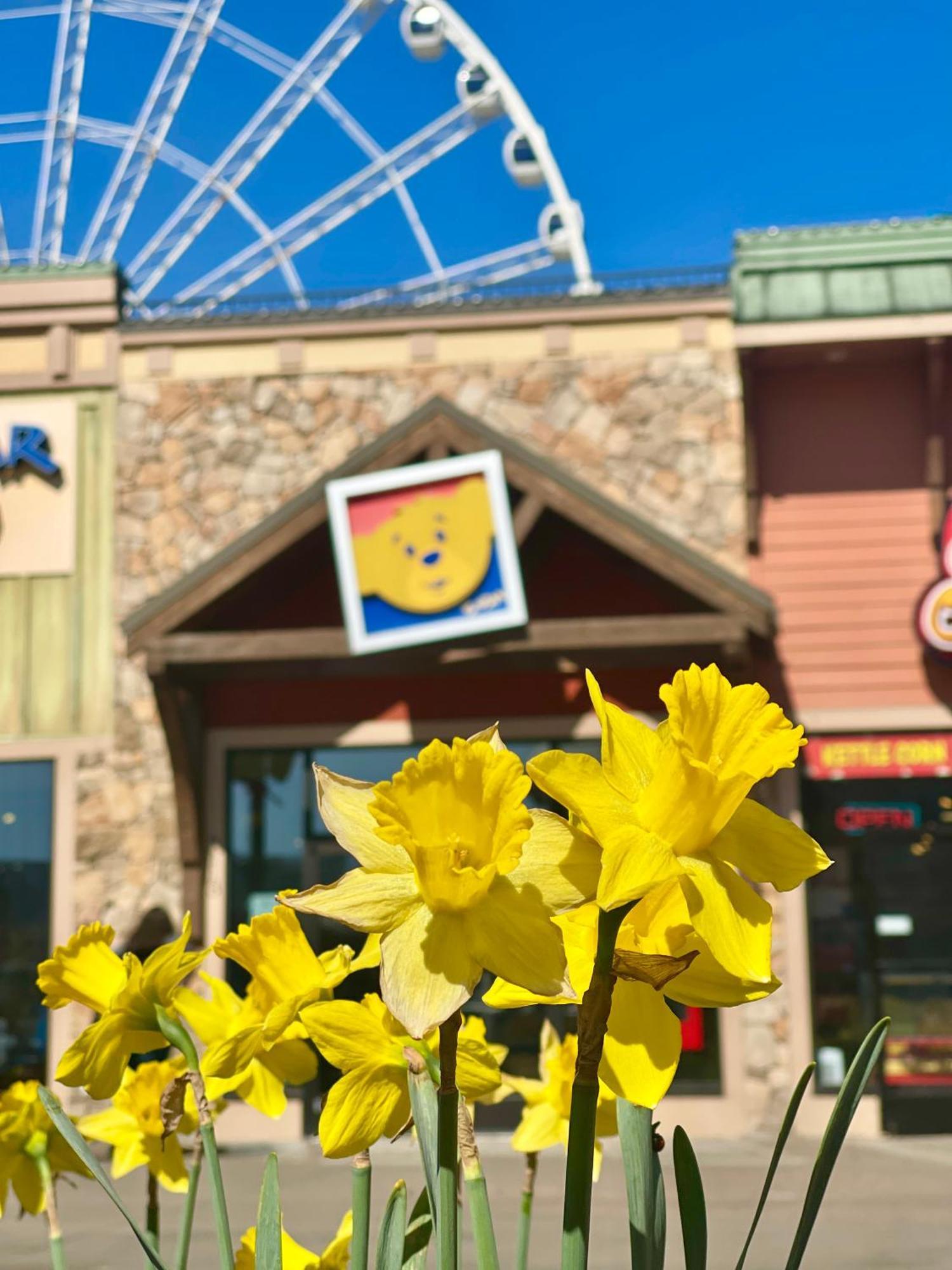 Blue Bear Splash Villa Pigeon Forge Esterno foto